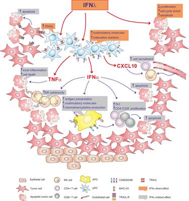 Interferon-λs and Plasmacytoid Dendritic Cells: A Close Relationship